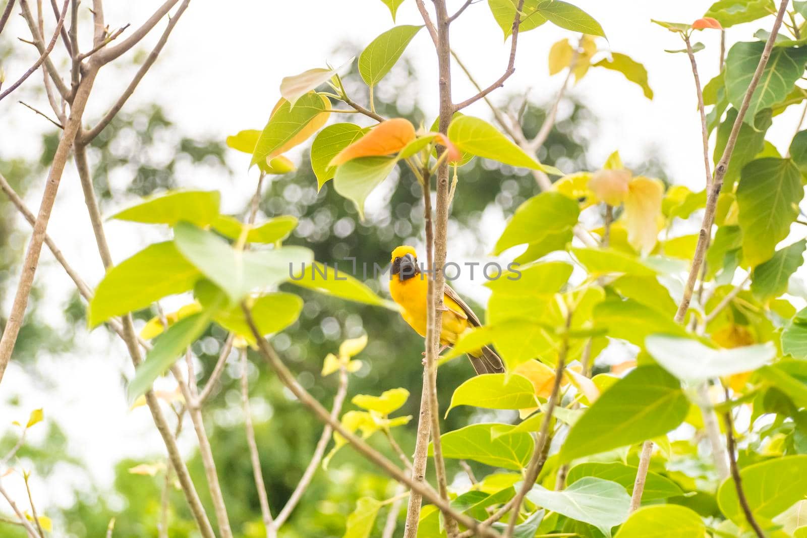 Asian Golden Weaver perching on grass stem in paddy field. Ploceus hypoxanthus bird in tropical forest