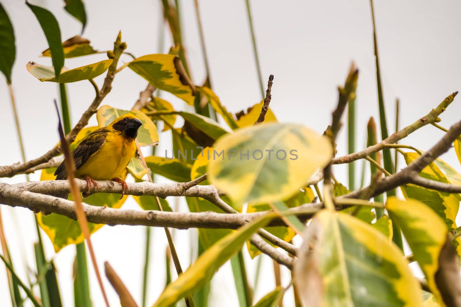 Asian Golden Weaver perching on grass stem in paddy field. Ploceus hypoxanthus bird in tropical forest
