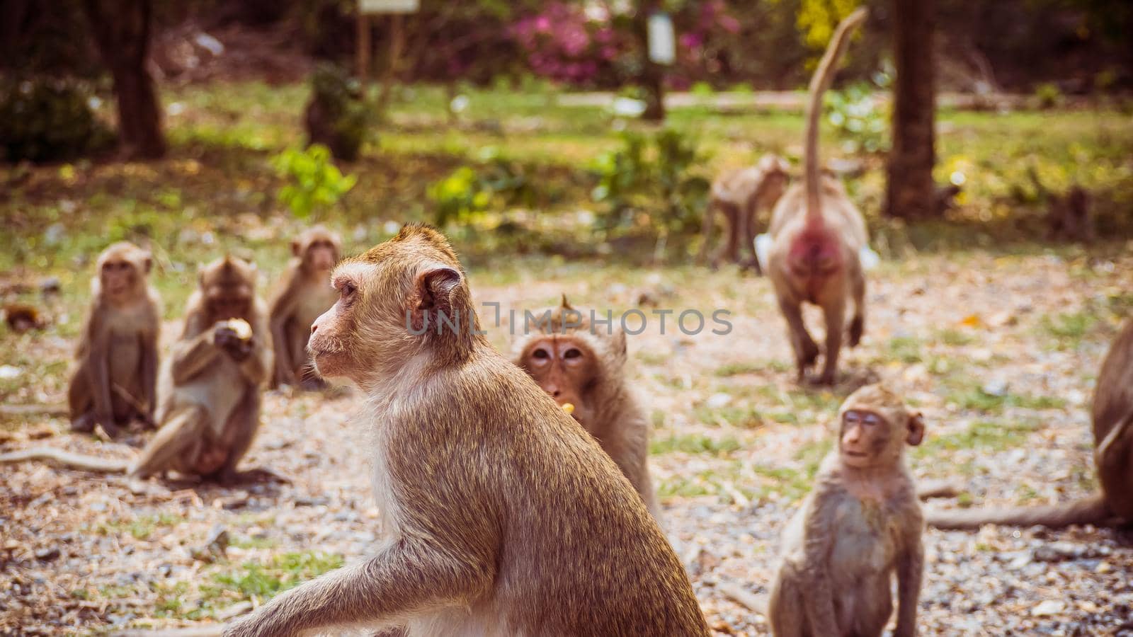 Young monkeys macaque in  Thailand, South east asia. happiness background concept. by Petrichor