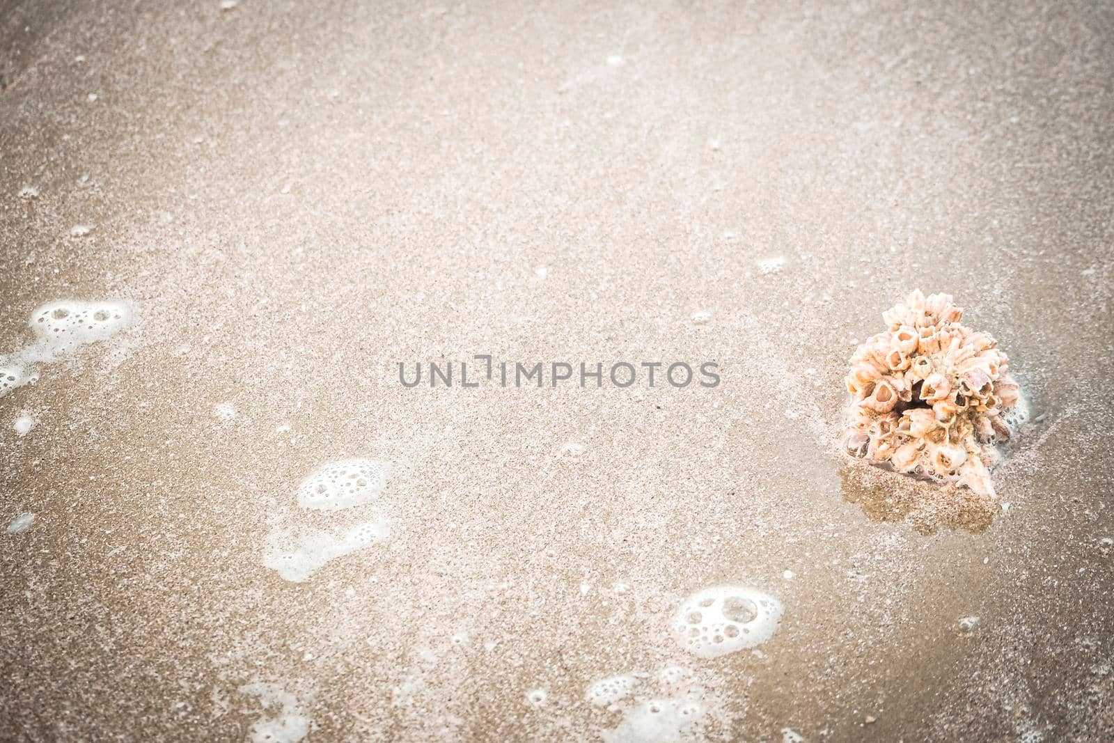 hermit crab Shell On Golden Beach abstract vacation travel adventure time.