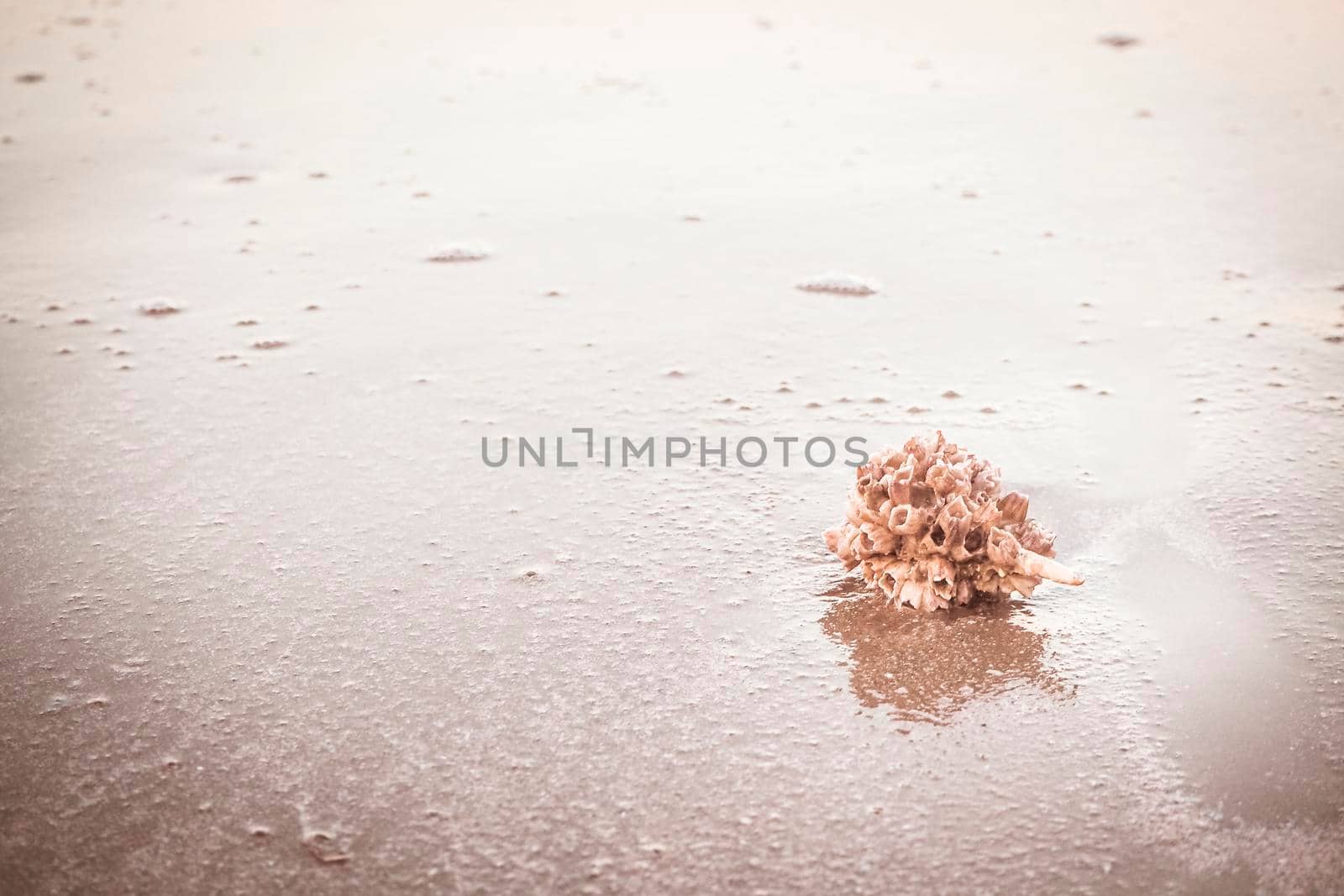 hermit crab Shell On Golden Beach abstract vacation travel adventure time.