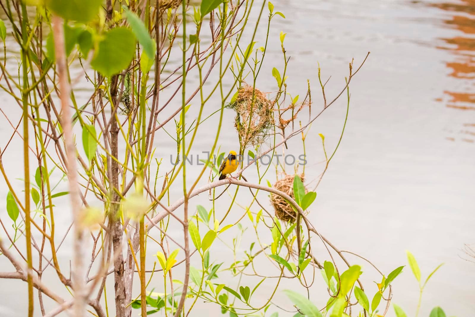 Asian Golden Weaver perching on grass stem in paddy field. Ploceus hypoxanthus bird in tropical forest