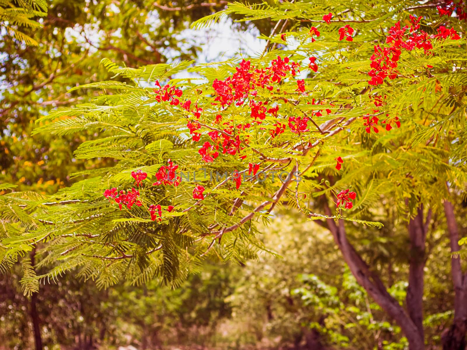 Red Royal Poinciana. Delonix Regia Flower On Branch. Spring background