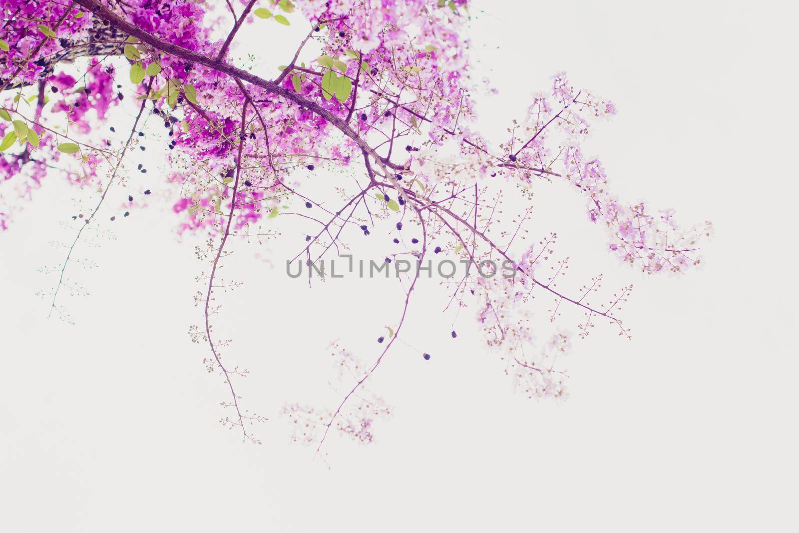 Selective focus  jacaranda violet flowers on branches isolated on white background. Spring summer nature landscape background