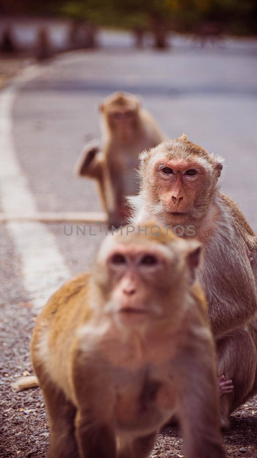 Mother and her baby monkey.  monkeys macaque in  Thailand, South east asia. happiness background concept.