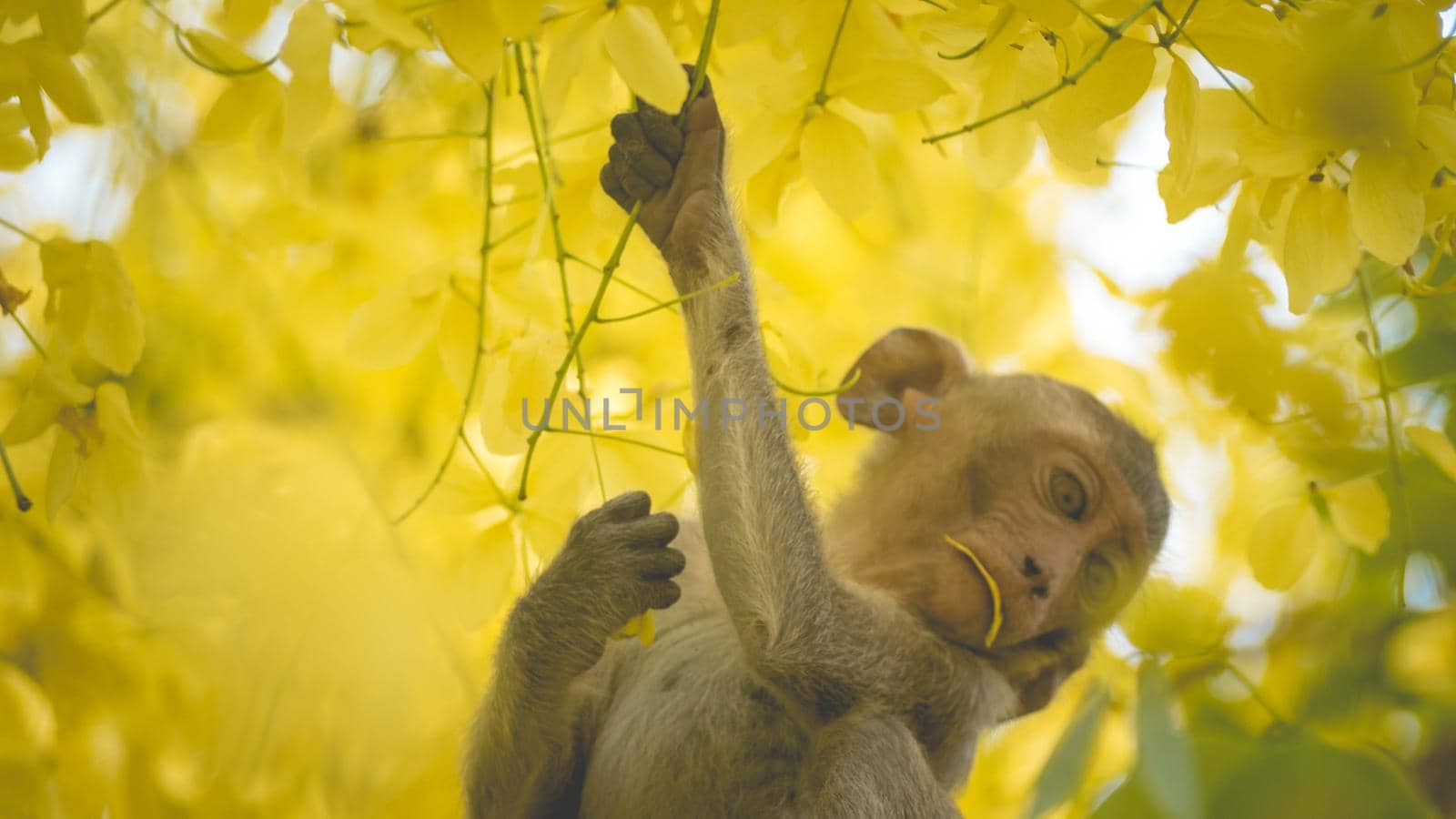 Portrait baby macaque on a Cassia fistula tree branch in  Thailand, South east asia. Yellow flowers of spring, happiness background concept.