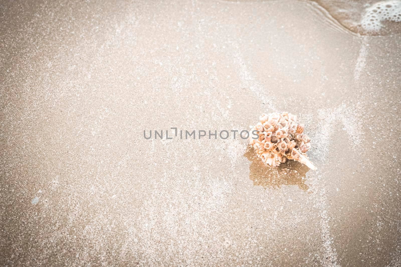 hermit crab Shell On Golden Beach abstract vacation travel adventure time.