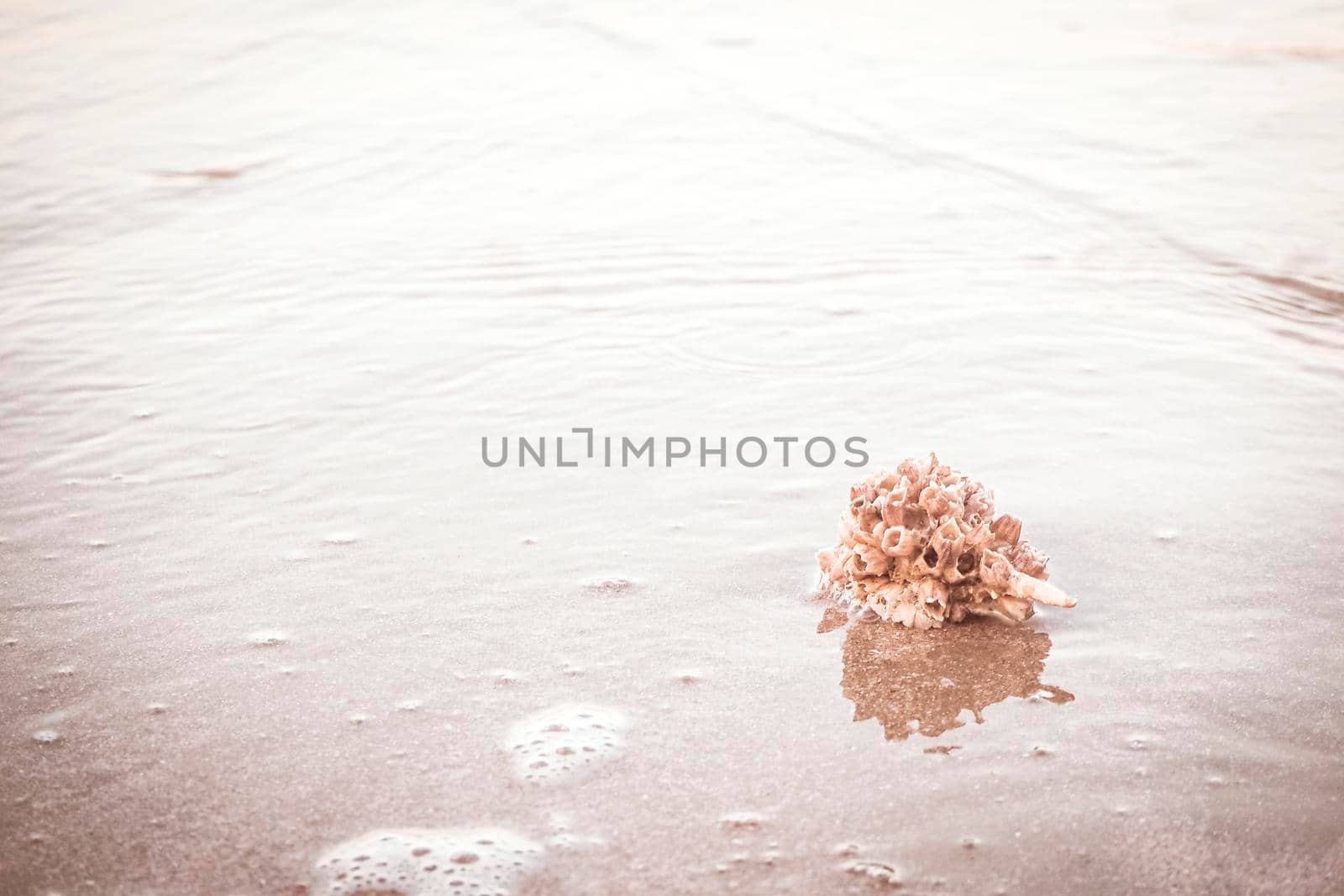 hermit crab Shell On Golden Beach abstract vacation travel adventure time. by Petrichor