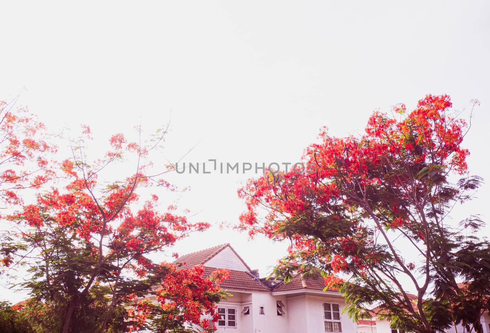 Red Royal Poinciana. Delonix Regia Flower On Branch over house architecture. Spring background