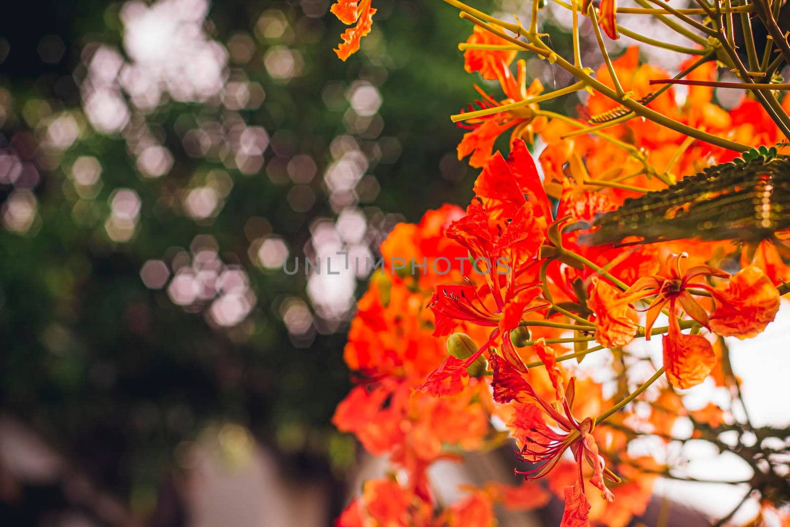 Red Royal Poinciana. Delonix Regia Flower On Branch. Spring background by Petrichor