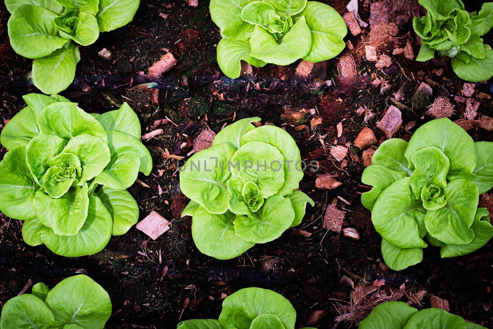 Greenhouse Vertical Hydroponic Growing Systems for Lettuce