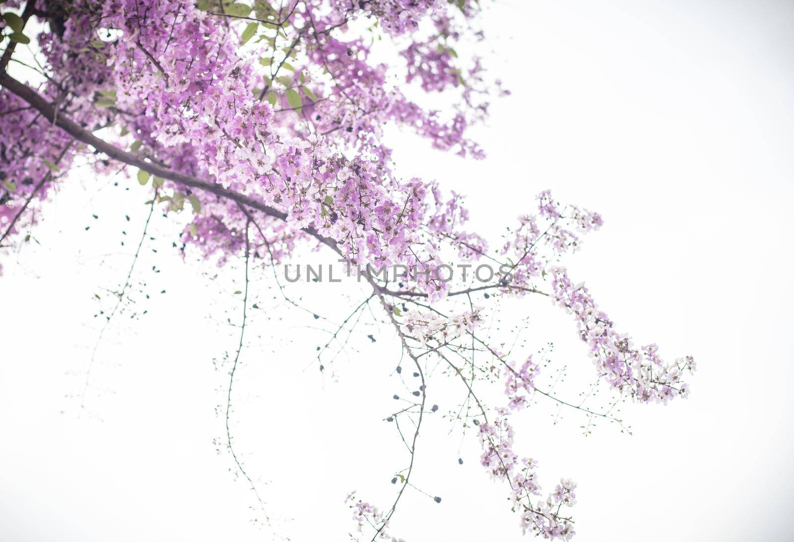 Selective focus  jacaranda violet flowers on branches isolated on white background. Spring summer nature landscape background