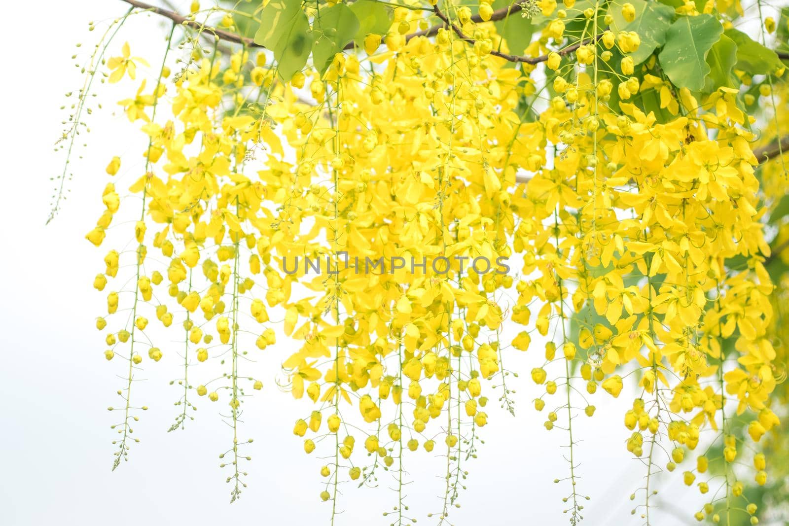 Selective focus Cassia fistula National flower of Thailand Golden Shower Tree. Golden shower flowers or Ratchaphruek ,yellow flowers watercolor look on white background