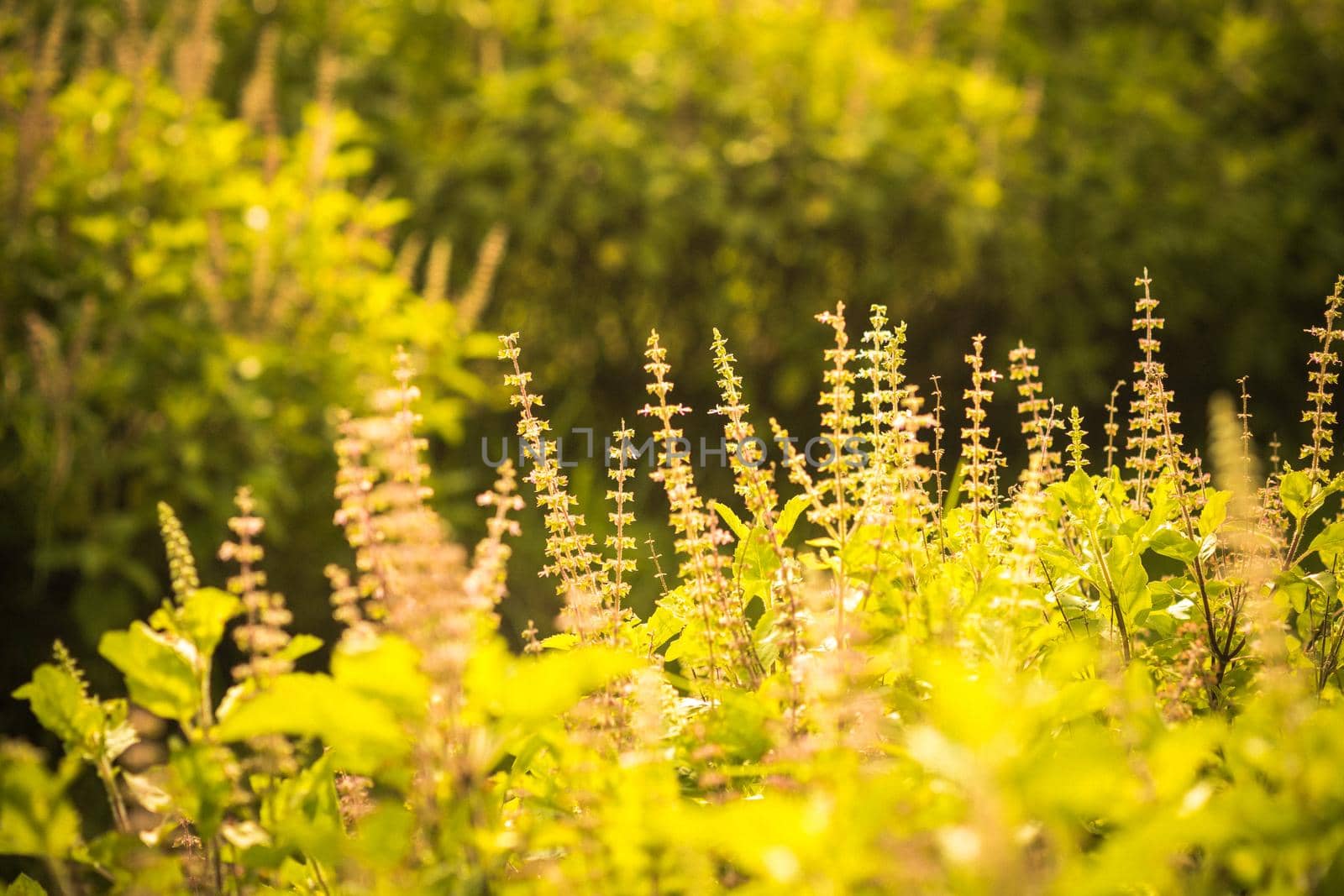 Nature backdrop. Beautiful Meadow with wild flowers.  summer country landscape with  meadow and sunbeam, Beautiful summer outdoor