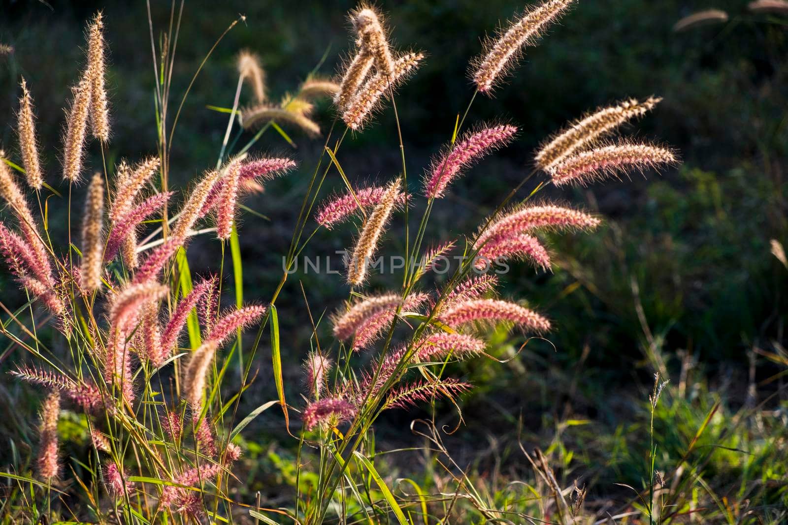 Soft focus wild Grass flower ,close up soft focus a little wild flowers grass in sunrise and sunset background warm vintage tone.