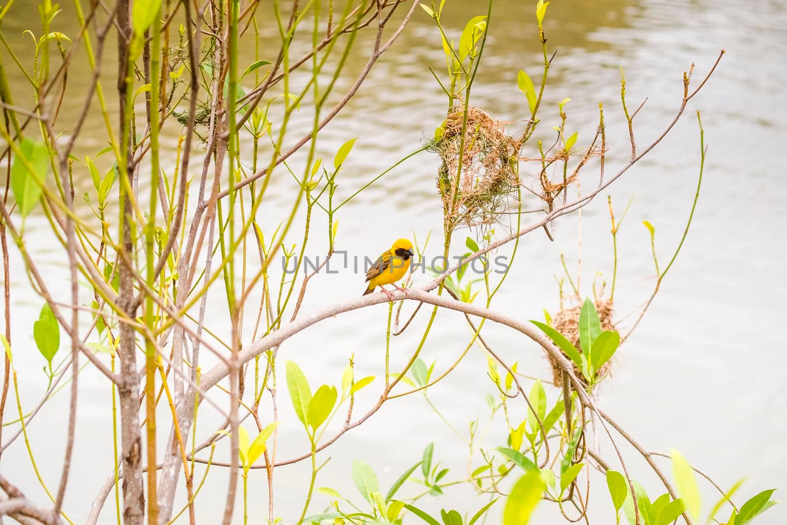 Asian Golden Weaver perching on grass stem in paddy field. Ploceus hypoxanthus bird in tropical forest