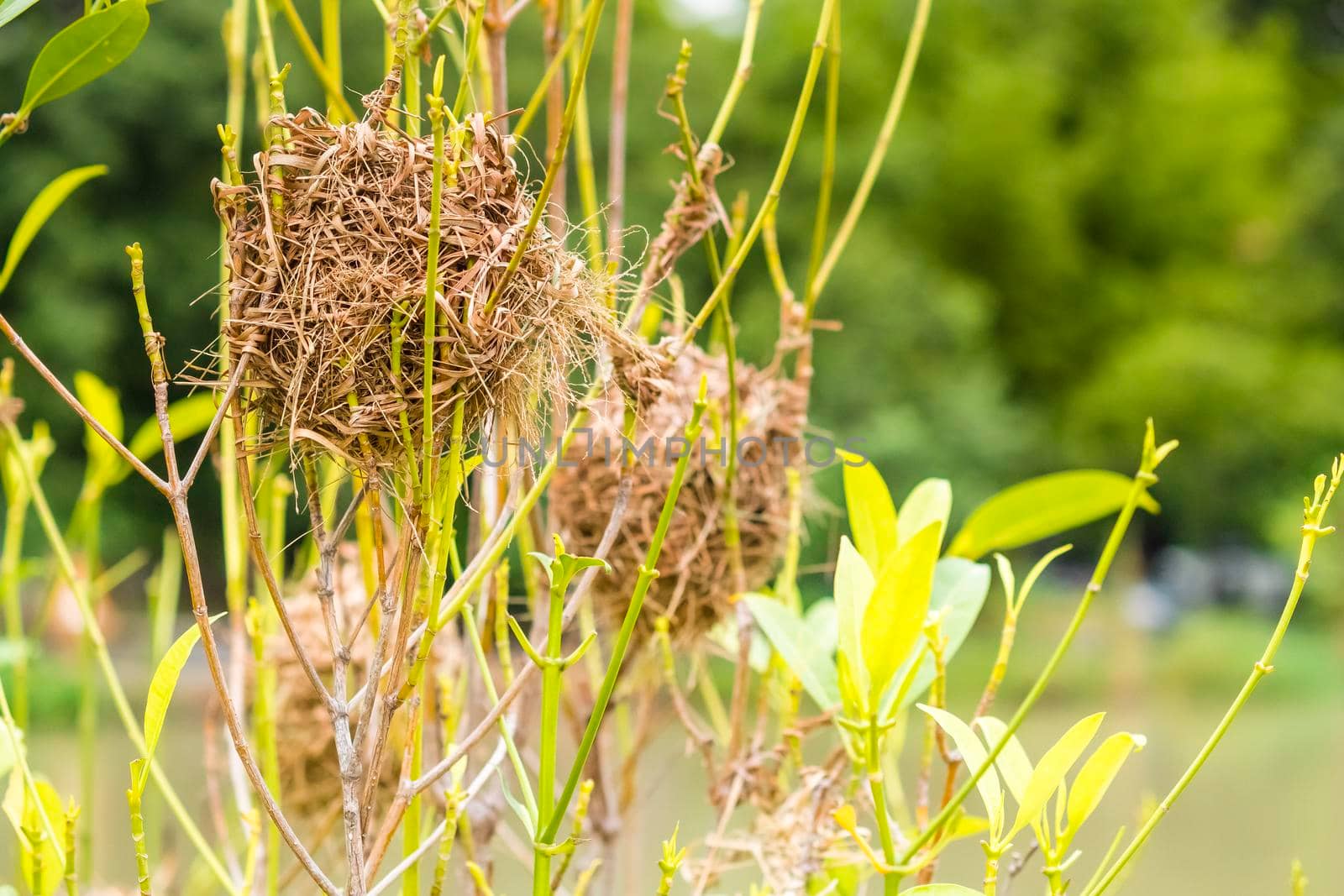 Asian Golden Weaver perching on grass stem in paddy field. Ploceus hypoxanthus bird in tropical forest