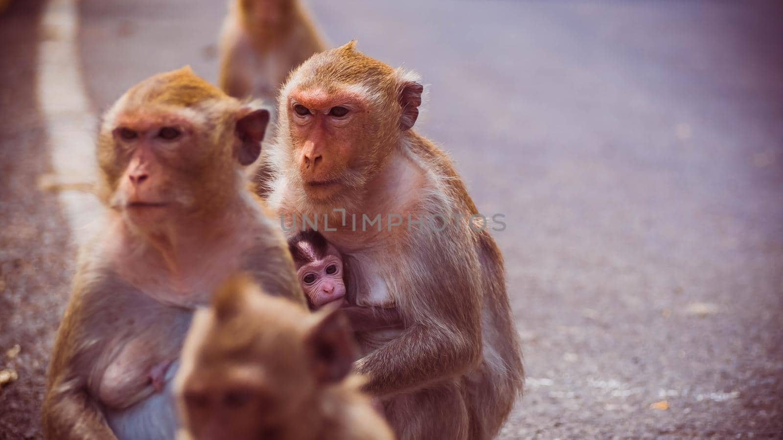 Mother and her baby monkey.  monkeys macaque in  Thailand by Petrichor