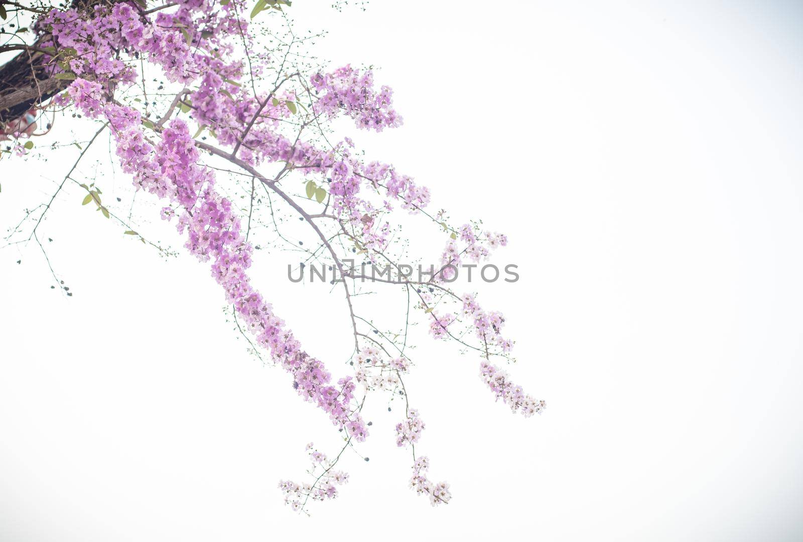 Selective focus  jacaranda violet flowers on branches isolated on white background. Spring summer nature landscape background