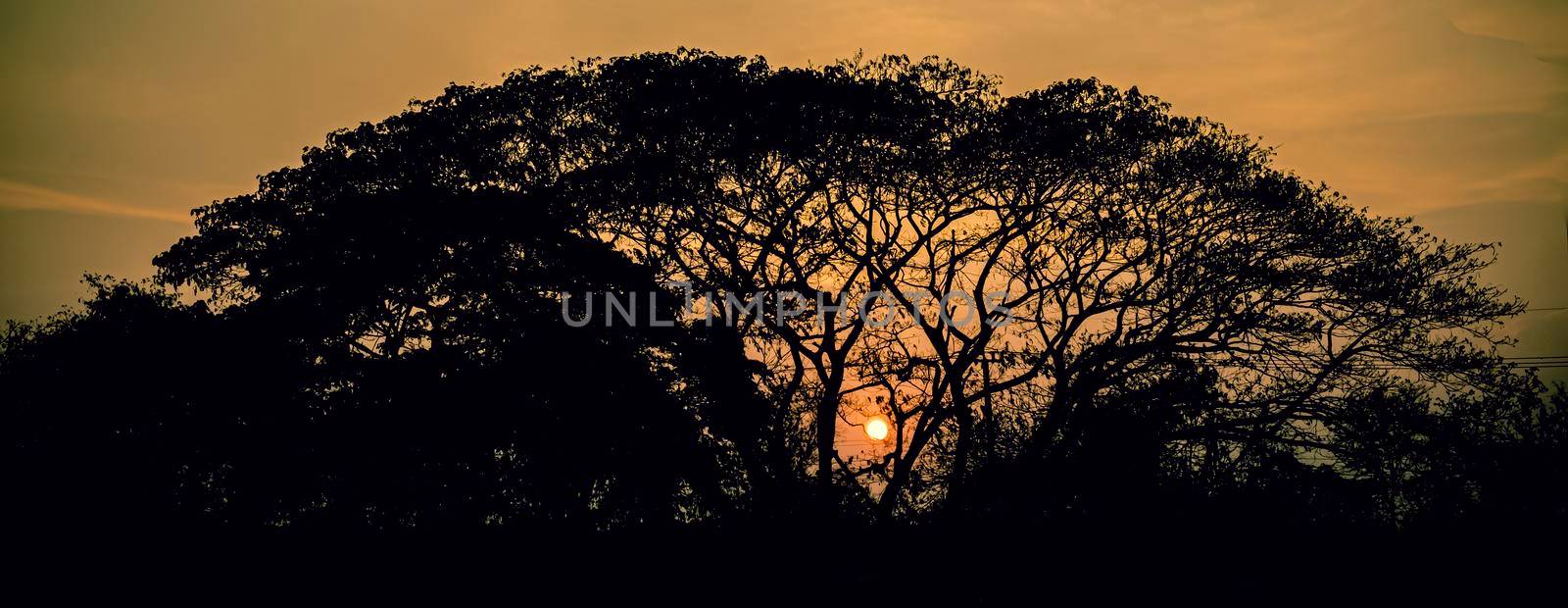 tree silhouette at sunset by Petrichor
