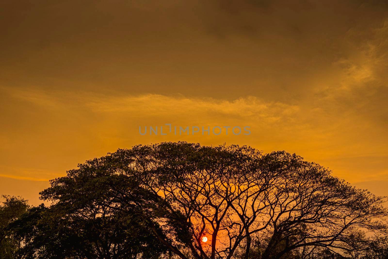 tree silhouette at sunset . Big tree silhouette on sunset background