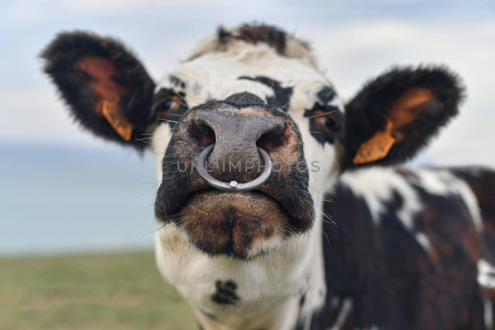 Spotted cow with a pierced nose in Normandy, France
