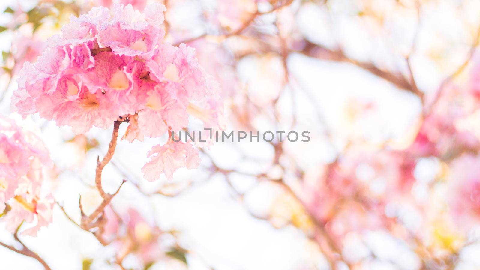 selective focus of pink flowers in bloom. Best spring Background by Petrichor