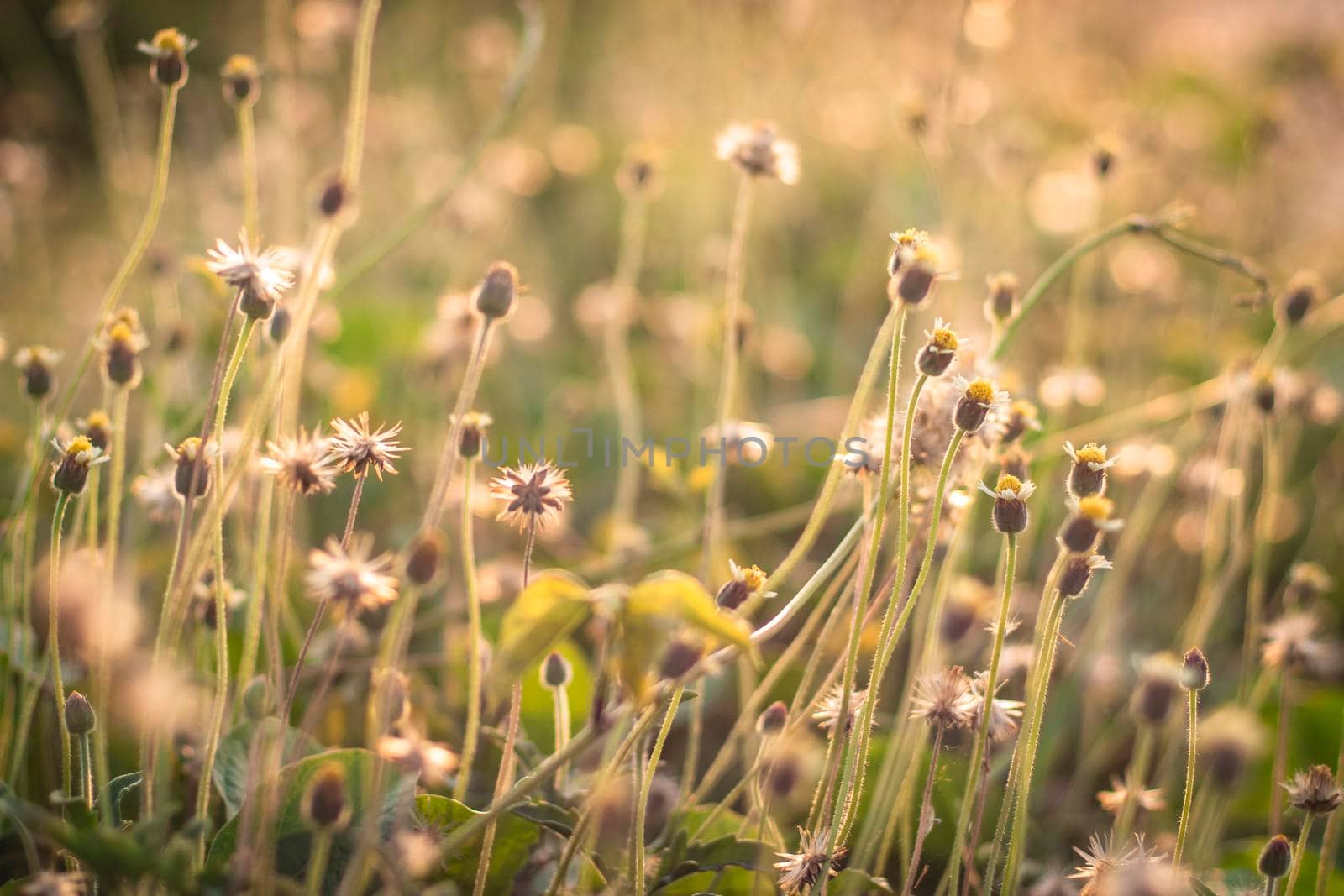 Soft focus Romantic nature wild grass flower. Summer meadow wild flower blooming with sunflare