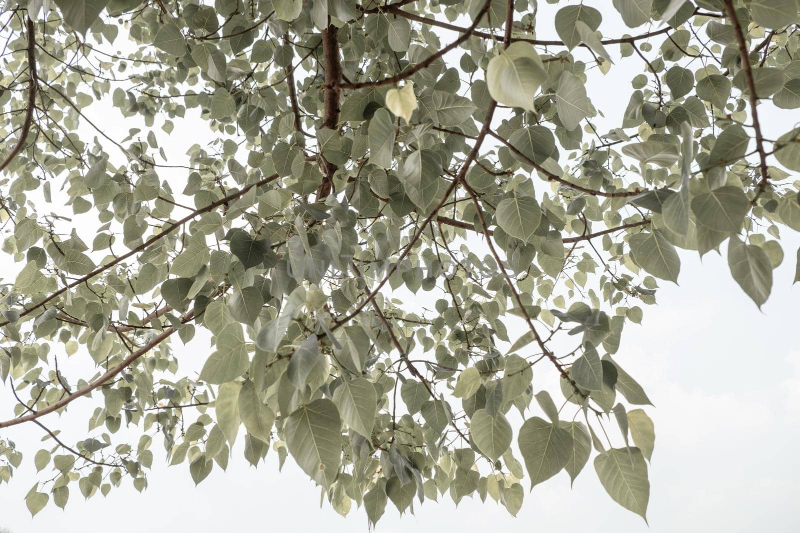 Branch with green Bodhi tree leaves isolated on a white background