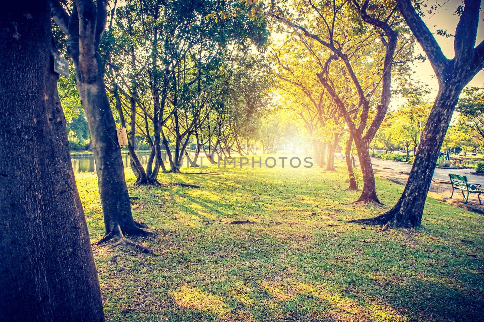 Autumn, fall landscape in park. Colorful yellow green  leaves, sun shining through trees.
