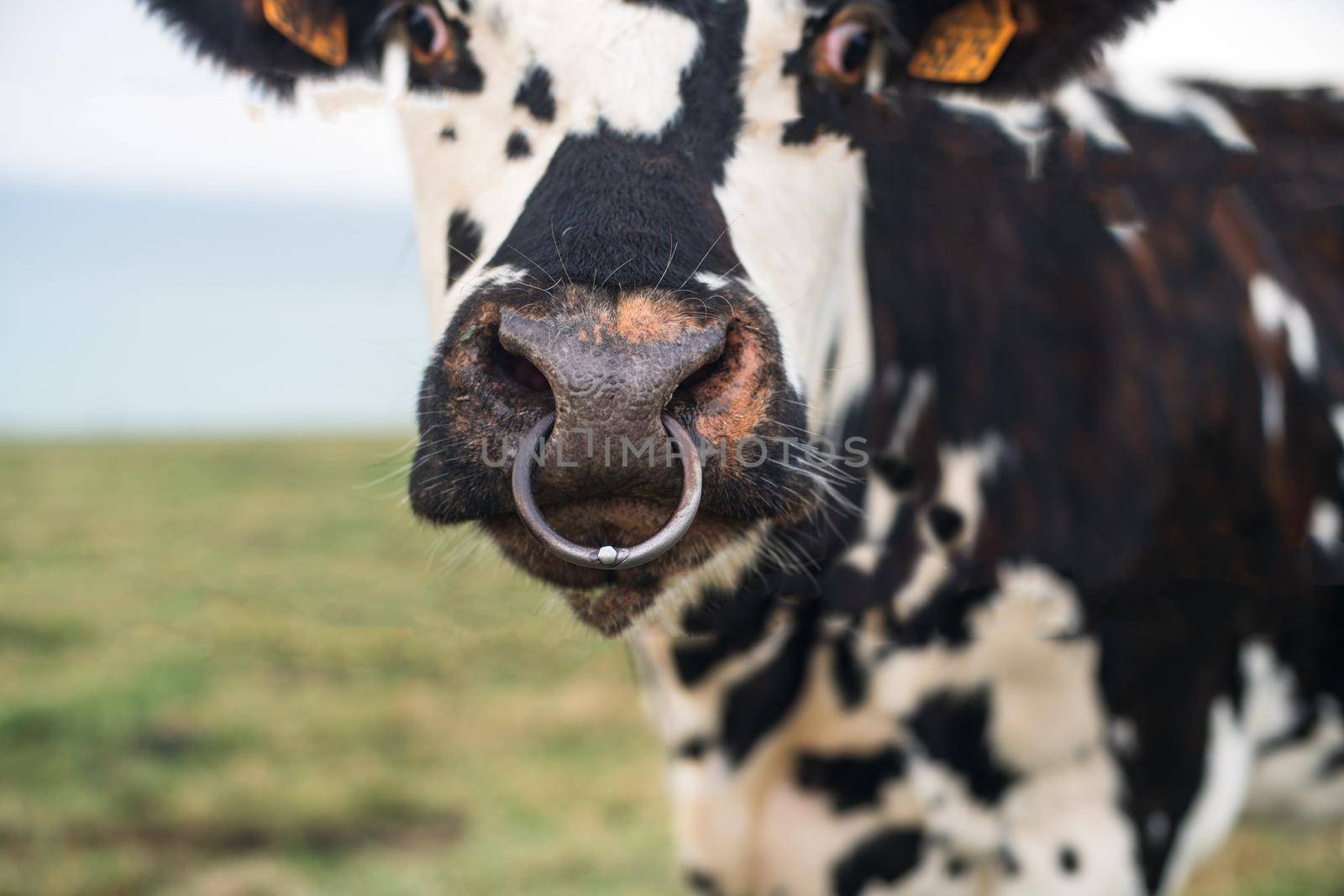 Spotted cow with a pierced nose in Normandy, France