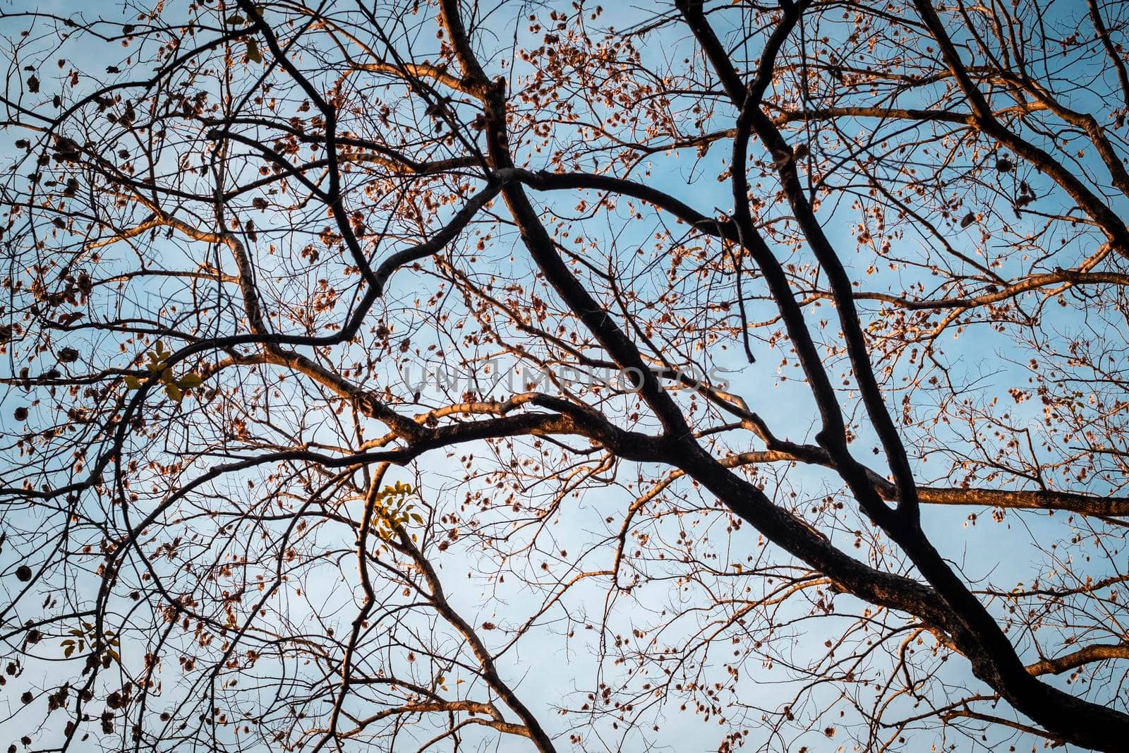 Tree Branch on blue Winter Sky.