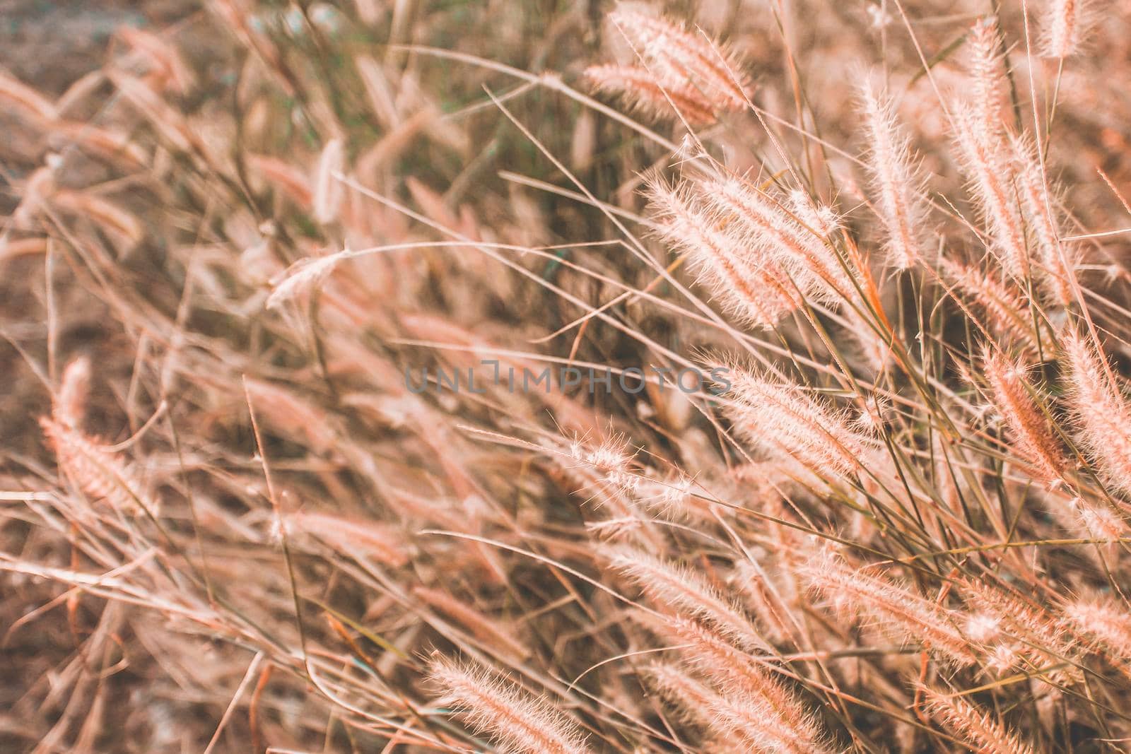 Wild Grass Flowers Field blow in the wind on landscape with vintage tone.