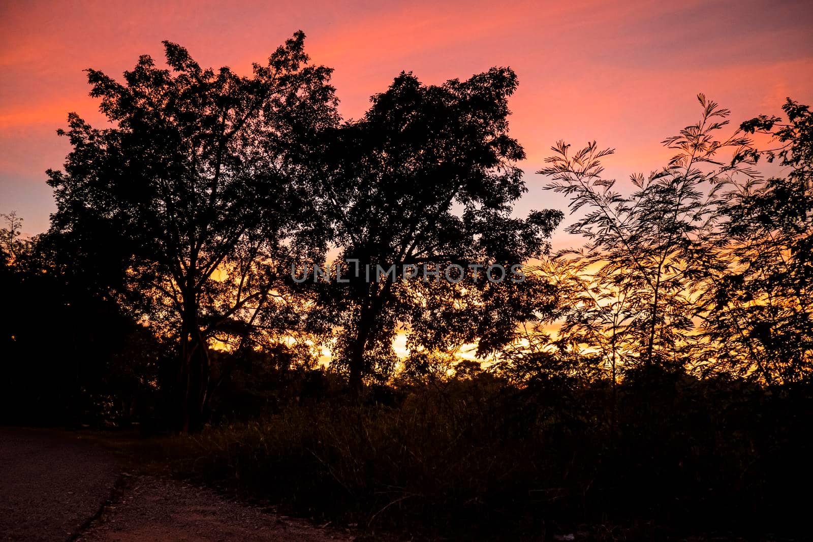 Dramatic silhouette trees with Twilight landscape colorful sky on background