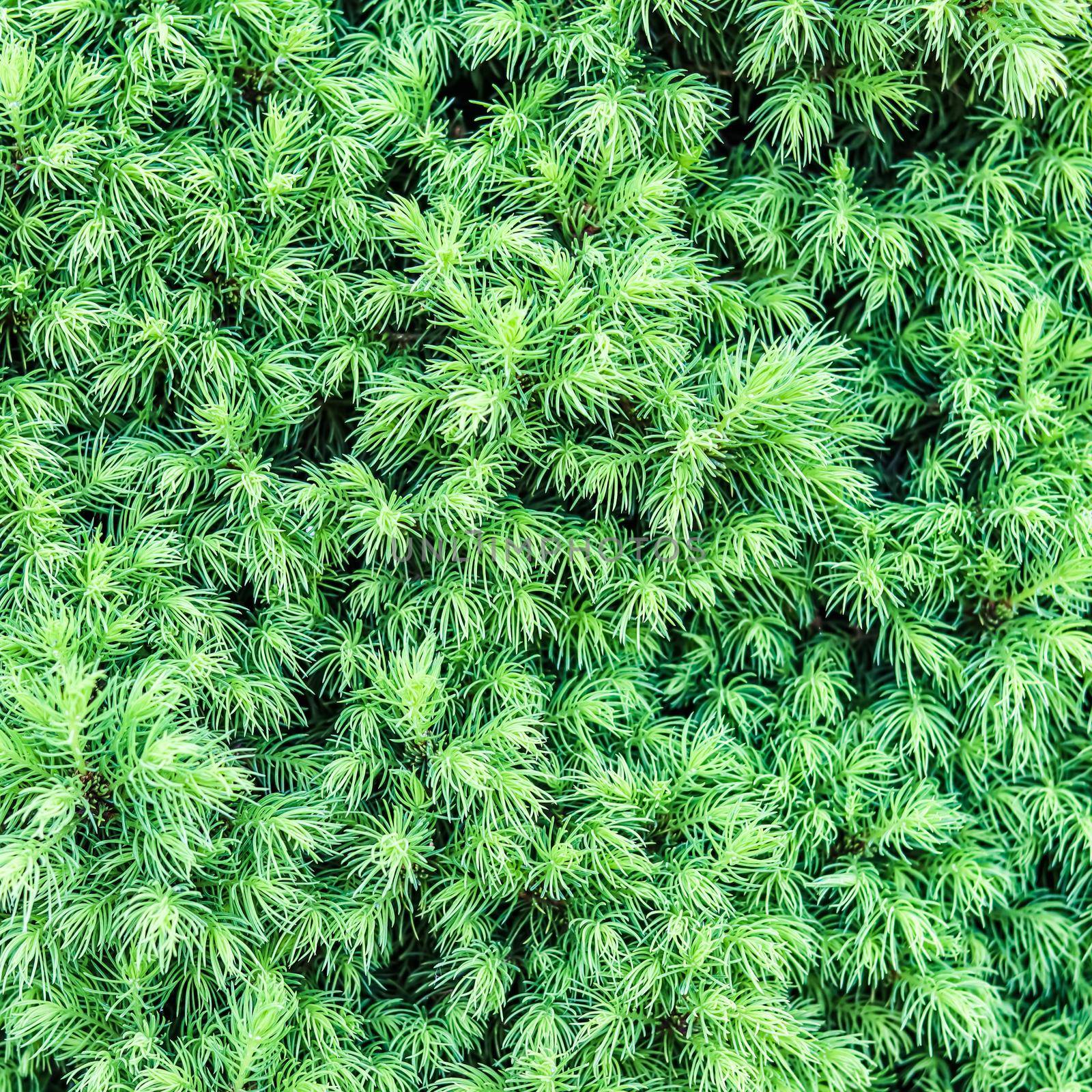 Background from shoots Canadian spruce Picea glauca Conica in spring. White spruce. Decorative coniferous evergreen tree