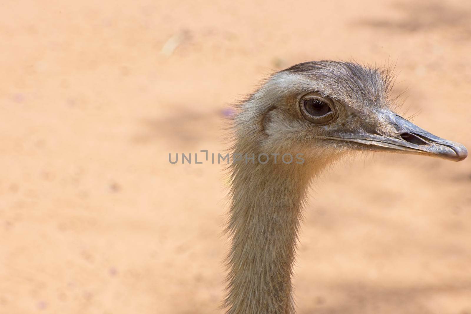 Front view of an ostrich. The concept for fear, ignoring, alertness, and attention by avirozen