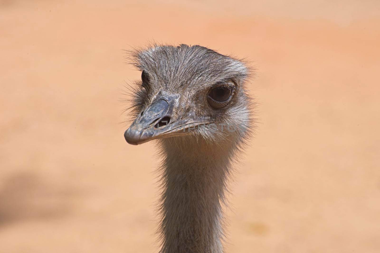 Front view of an ostrich. The concept for fear, ignoring, alertness, and attention by avirozen