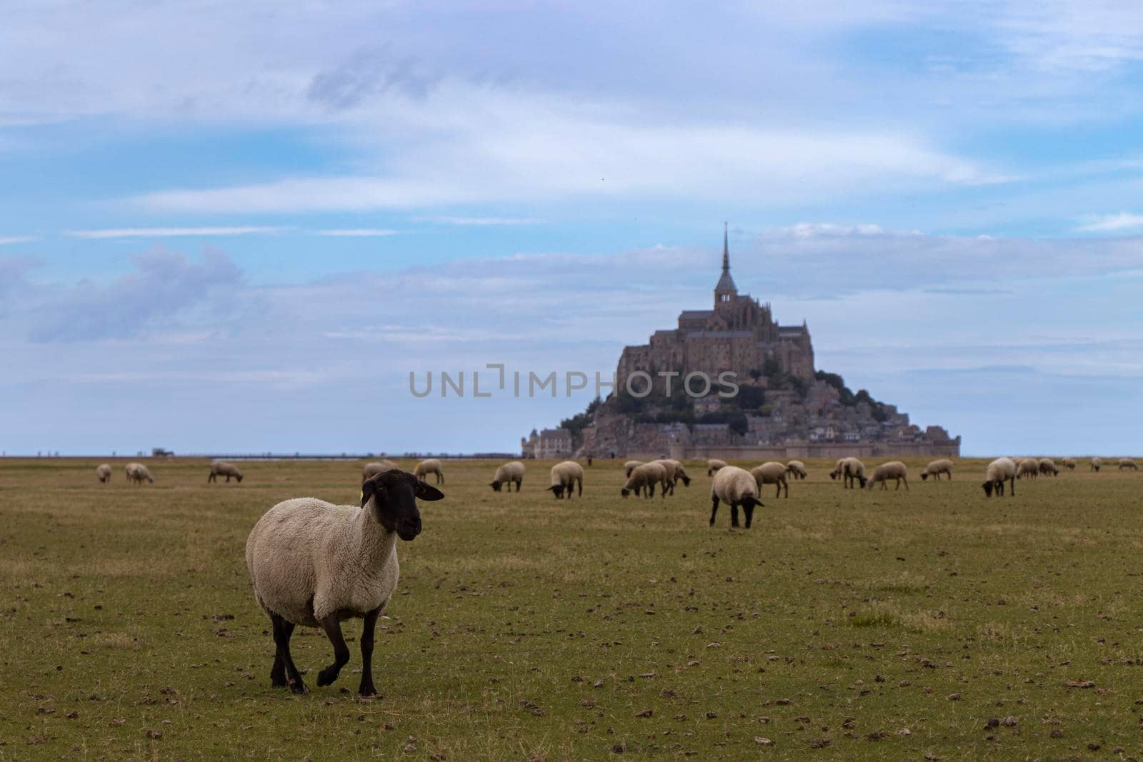 Sheep in salt marshes in front of the famous Mont-Saint-Michel, France by StefanMal