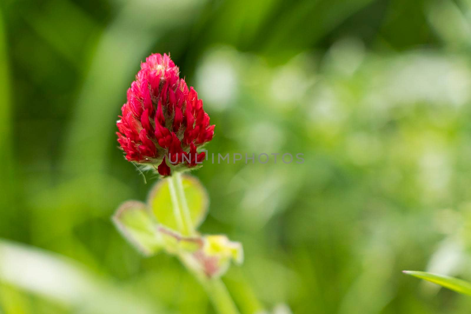 Macro photo of a single red crimson clover with bokeh green background by StefanMal