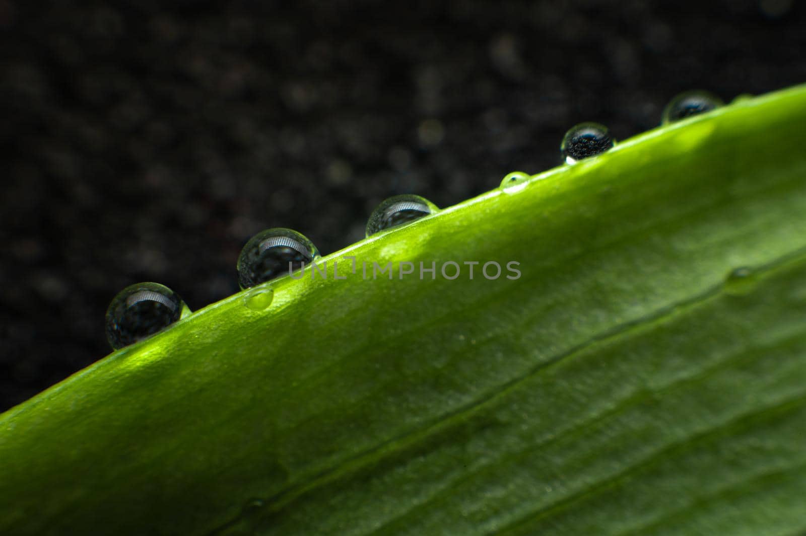 Close-up of the structure of a green leaf of a plant with veins covered with drops of moisture. Shallow depth of field super macro.