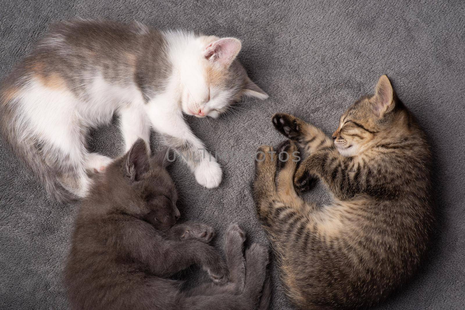 Adorable newborn cats tired of playing having rest together