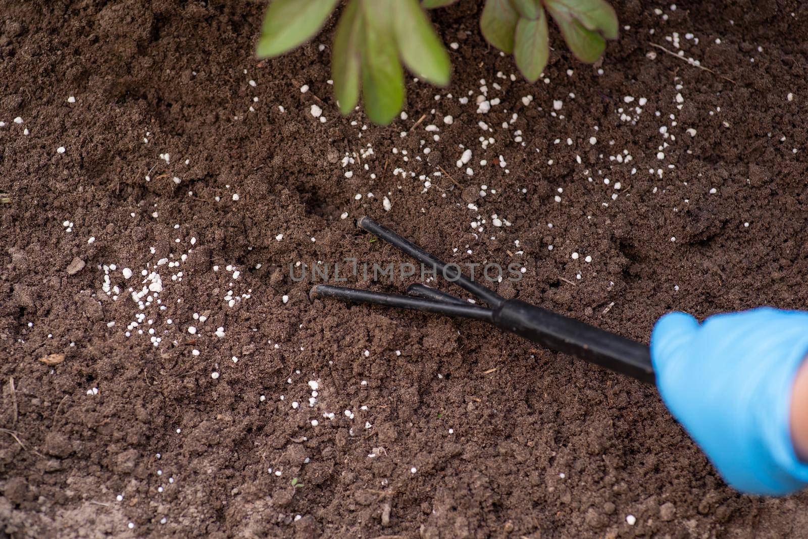 Fertilising plants in Spring