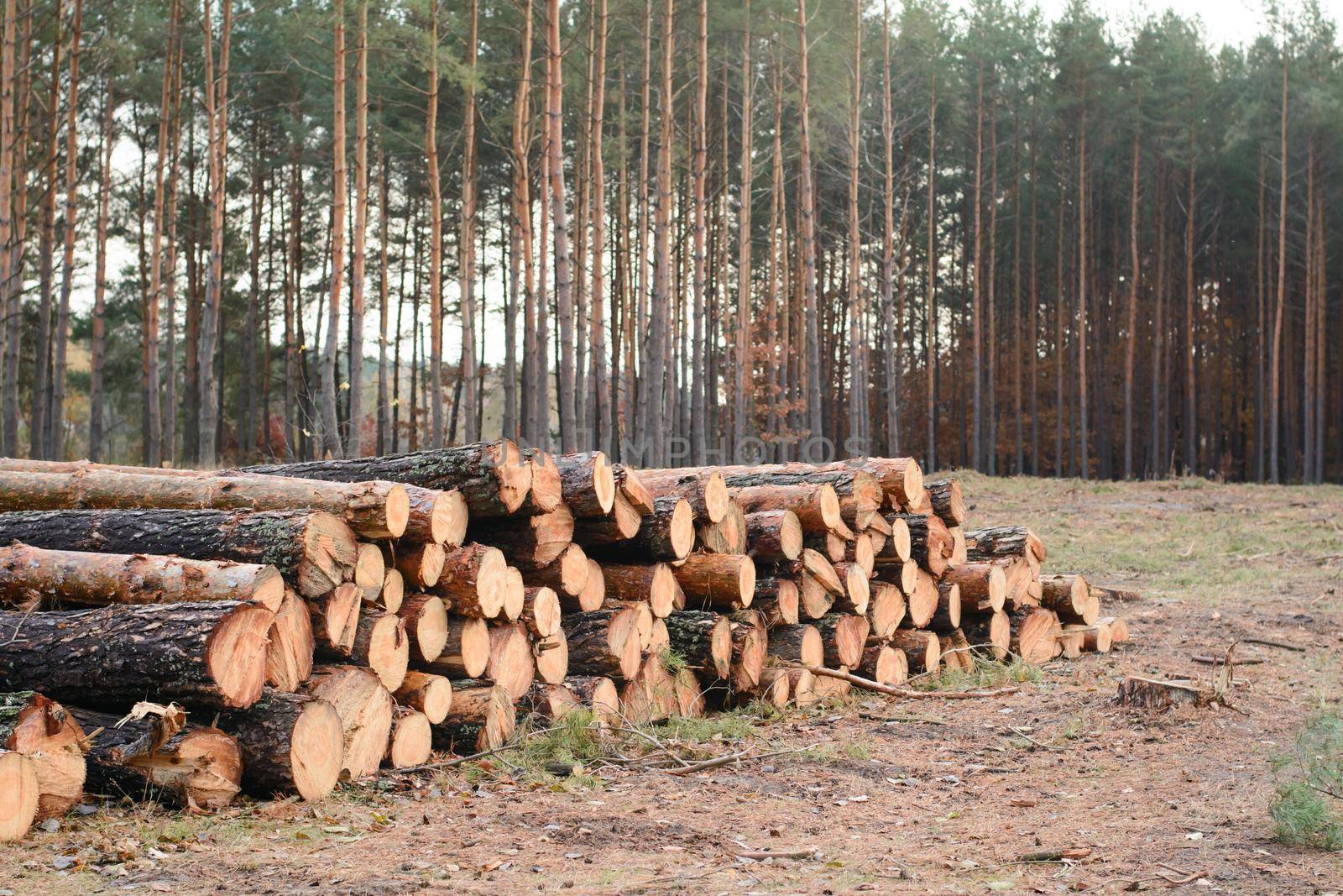 Woodpile of freshly harvested pine logs lays near the former pine forest
