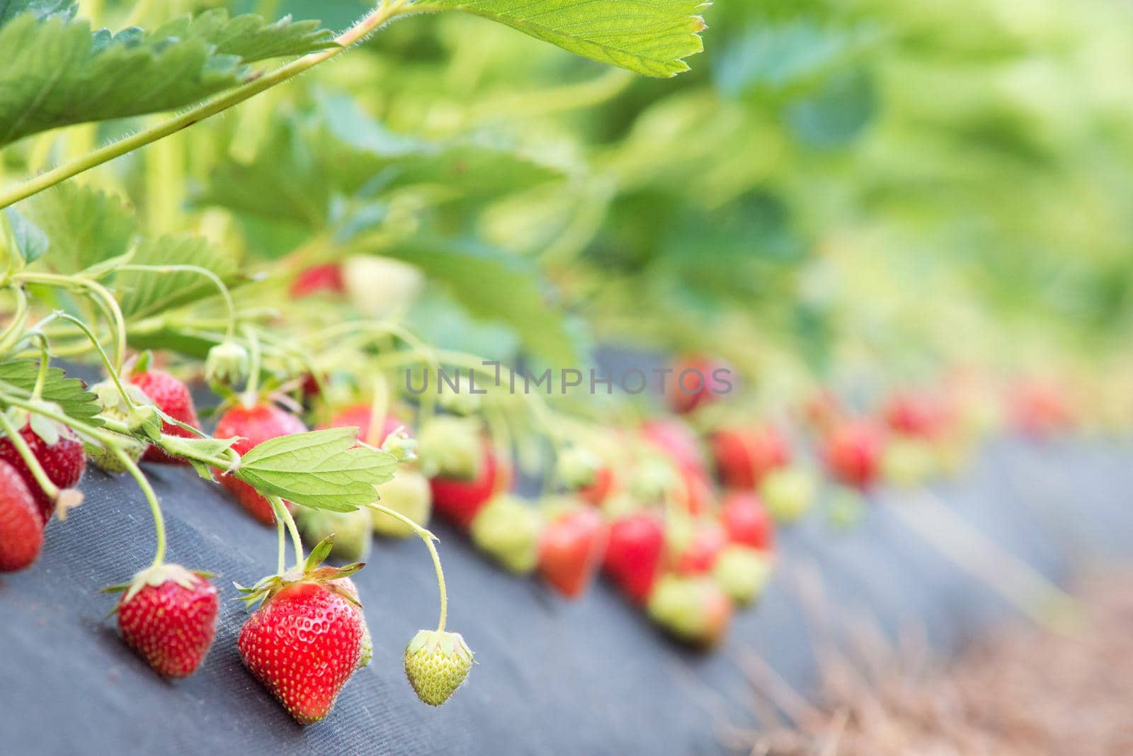 Industrial growing of strawberries on farm in countryside
