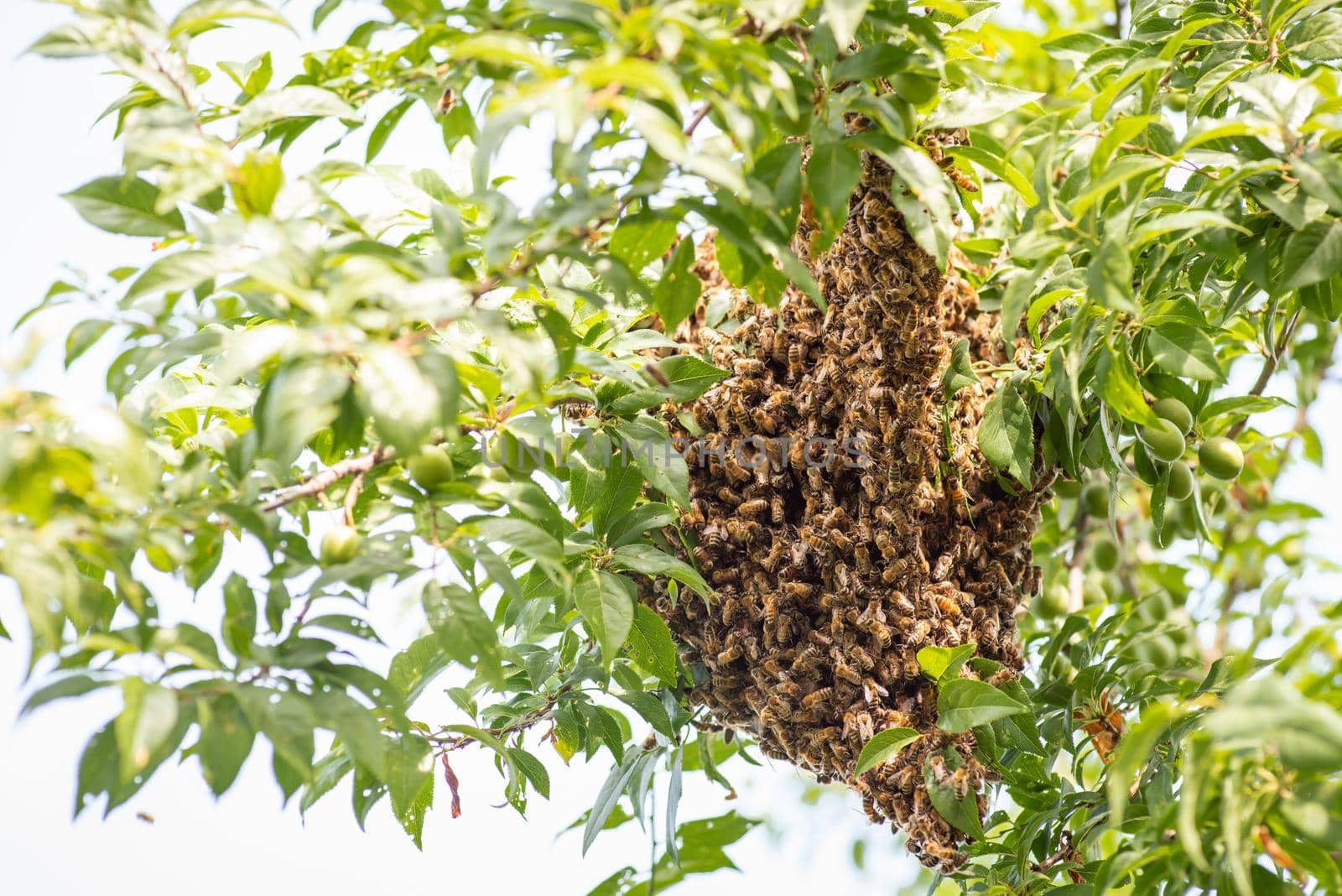 Lots of bees gathered on the branch of green fruit plant in the garden in a warm season