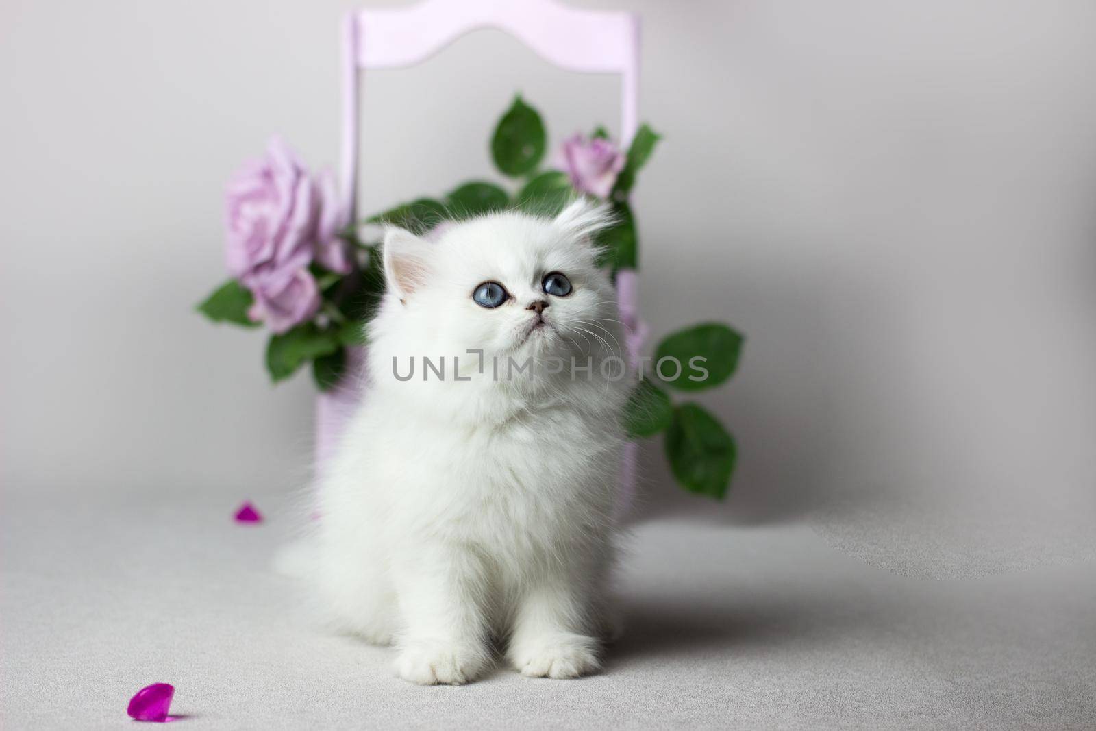 British Longhair white cat on a light gray background. Silver chinchilla color. Cute kitten play with flowers. Lilac roses in a wooden box. by KatrinBaidimirova