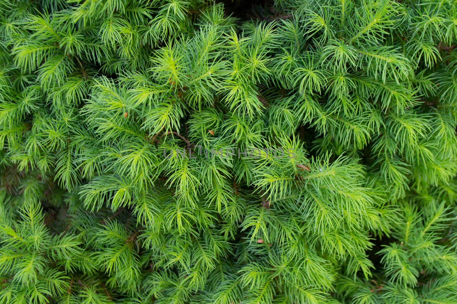 Green toned image of coniferous tree branches - ideal for trendy natural background decoration High quality photo