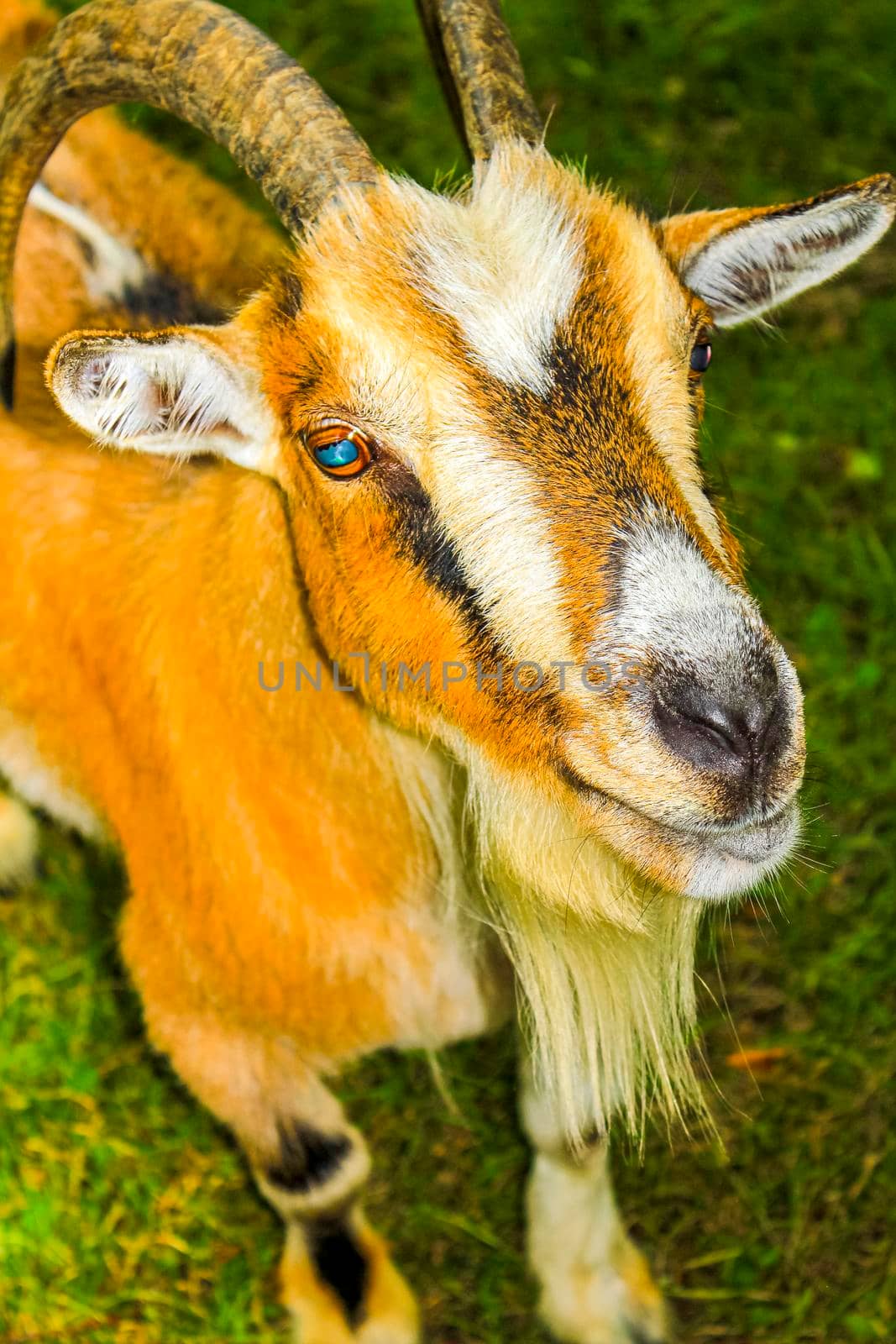 Young cute small goat with horns antlers looking in the camera in goats farm in Bürgerpark Bremerhaven Germany.