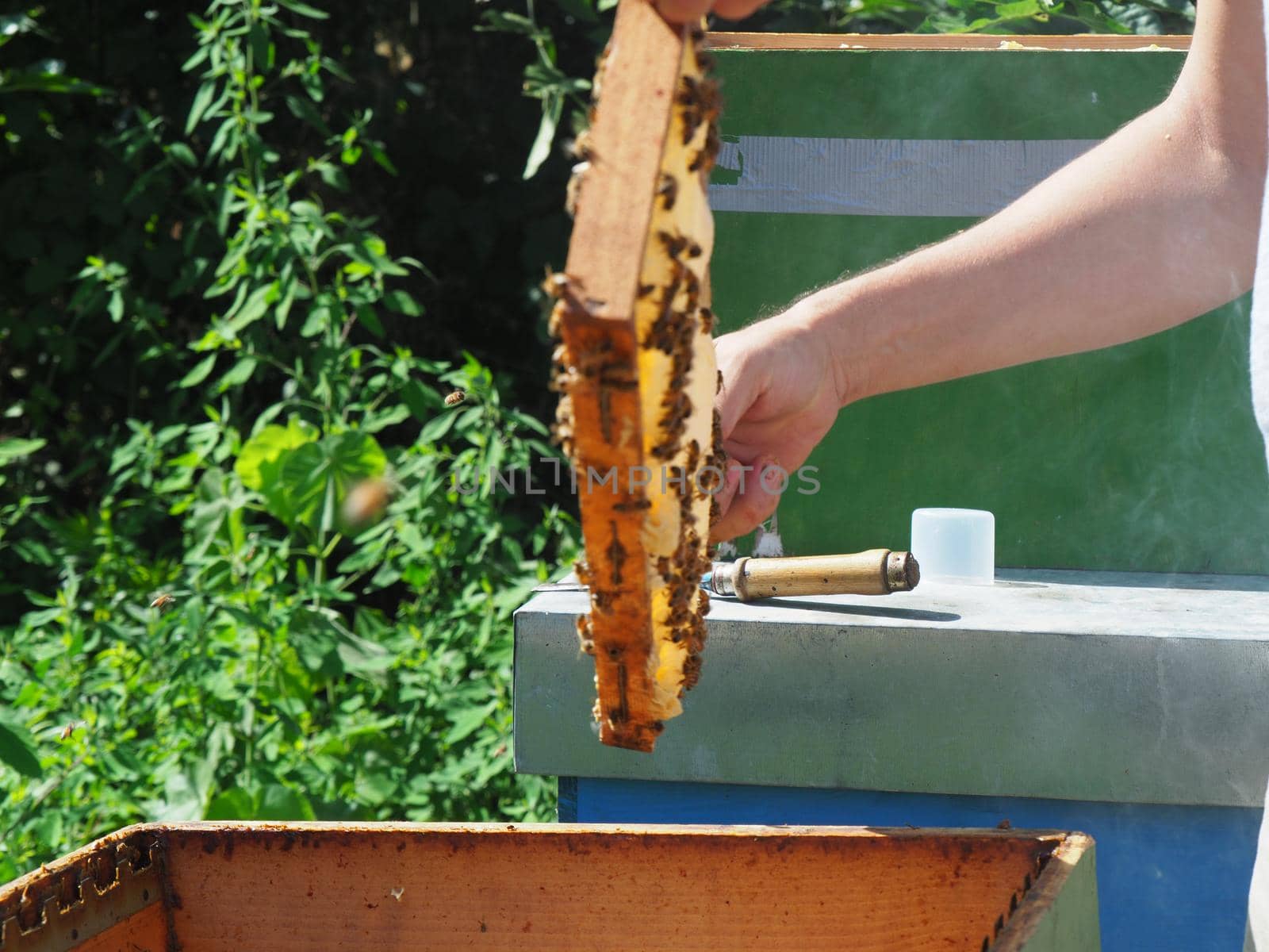 Beekeeper working with bees and beehives on the apiary. Beekeeping concept. Beekeeper harvesting honey Beekeeper on apiary.