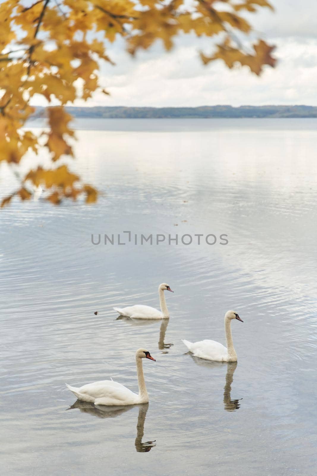 White swans swim in the lake. Kaliningrad region. High-quality photo